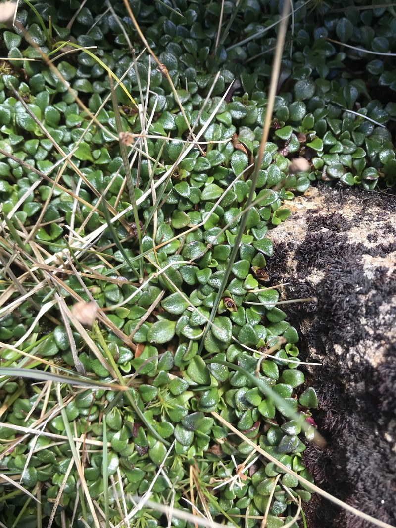 Ourisia integrifolia photo 4