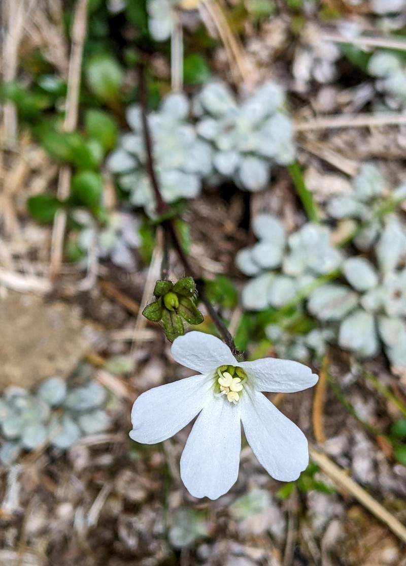 Ourisia integrifolia photo 5