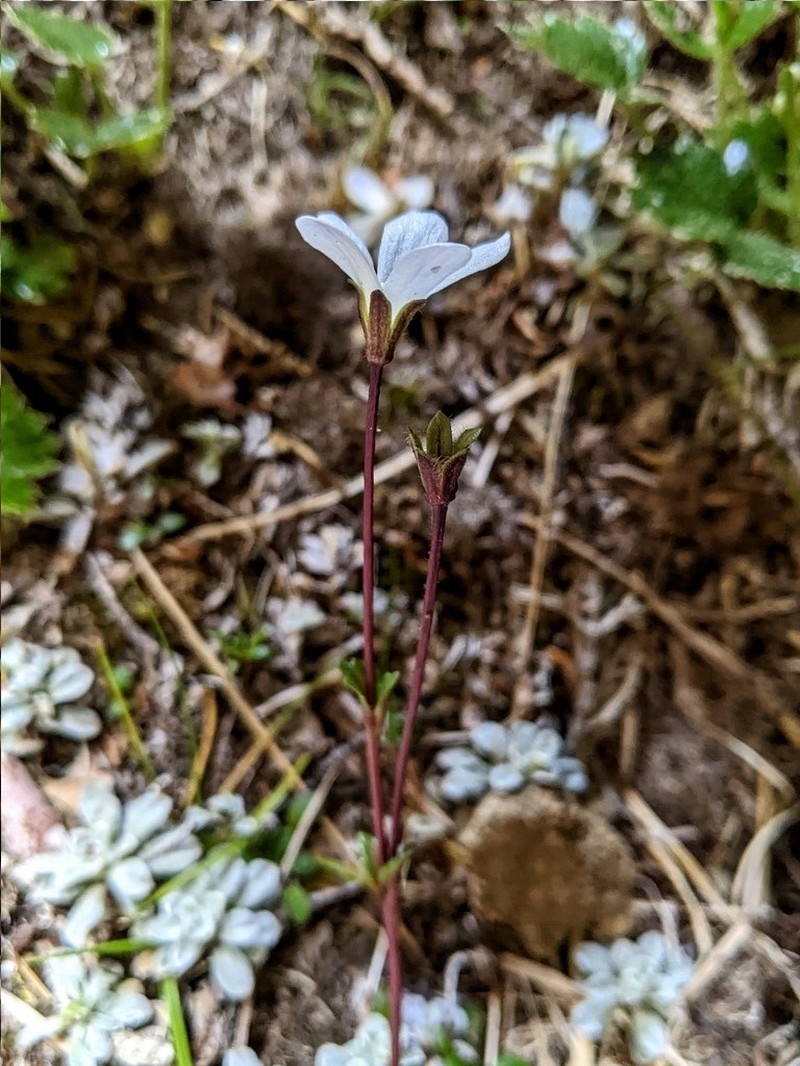 Ourisia integrifolia photo 6