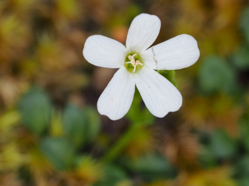 Ourisia integrifolia photo 7