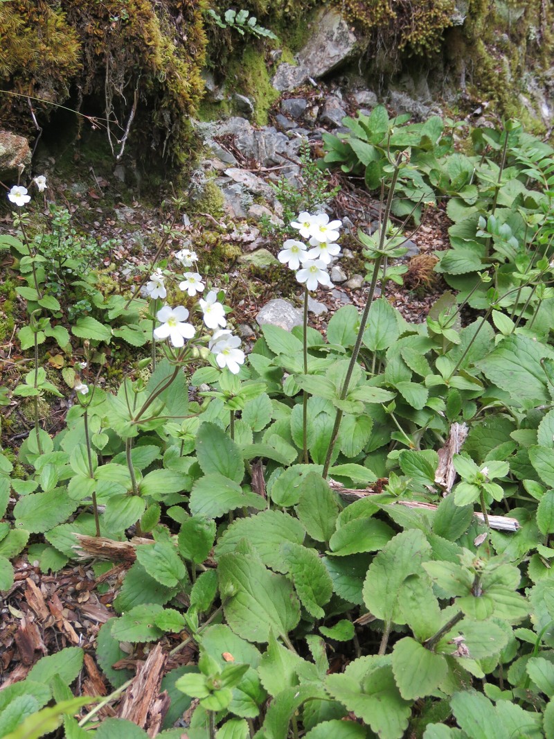 Ourisia lactea