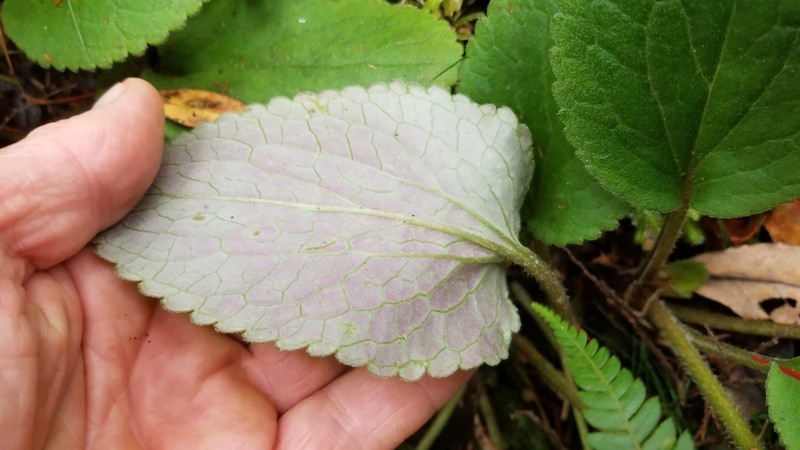 Ourisia lactea photo 2