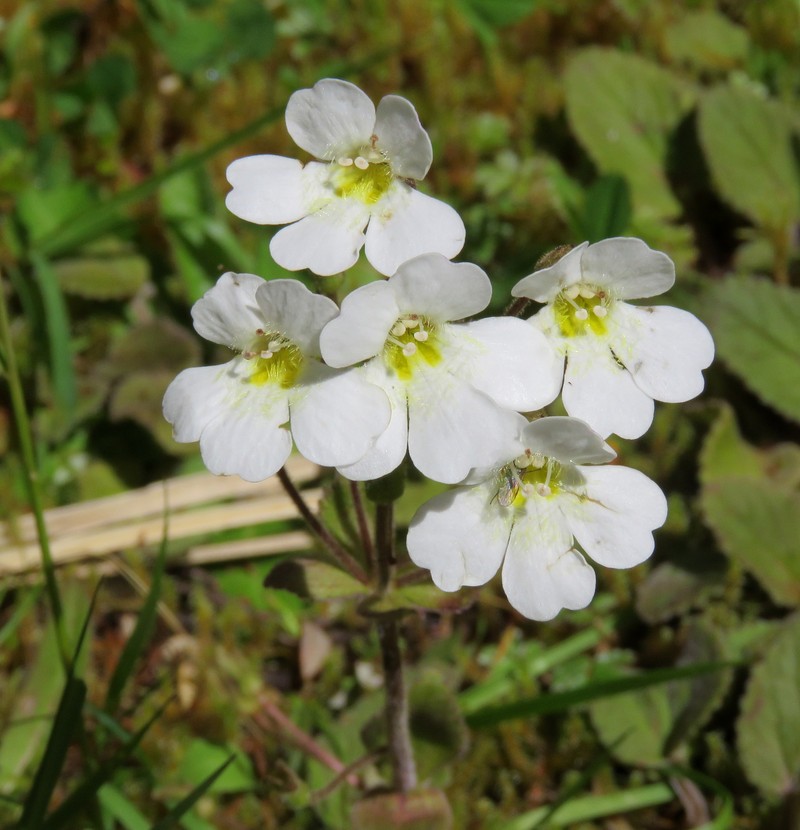 Ourisia lactea photo 4