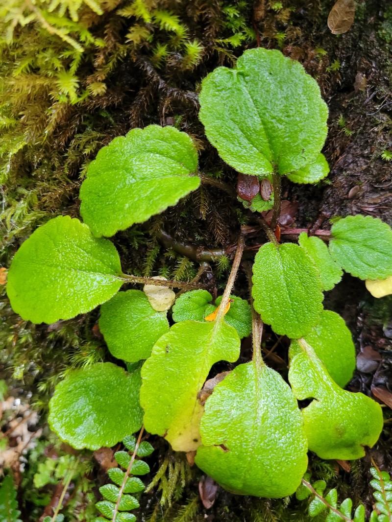 Ourisia lactea photo 5