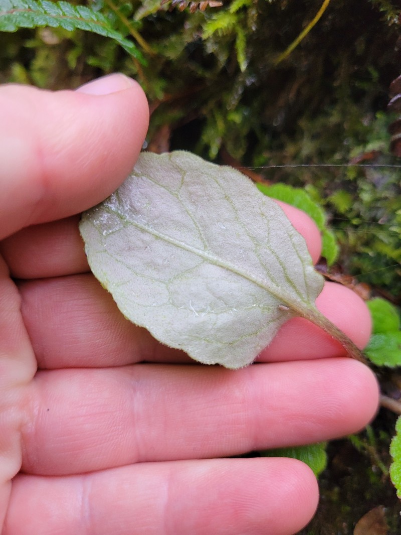Ourisia lactea photo 6