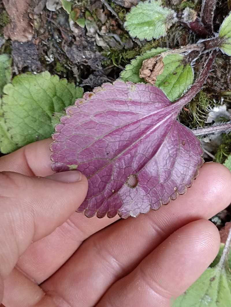 Ourisia lactea photo 8