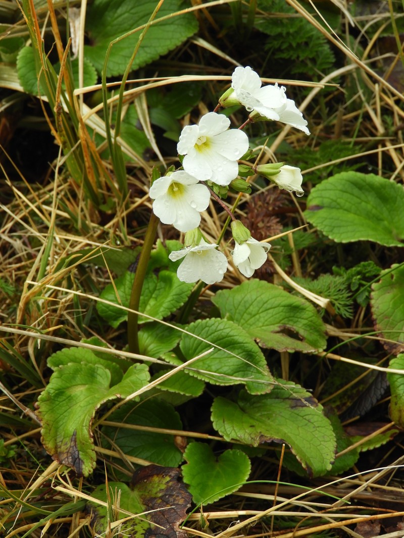 Ourisia macrocarpa