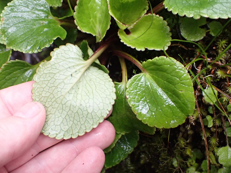 Ourisia macrocarpa photo 2