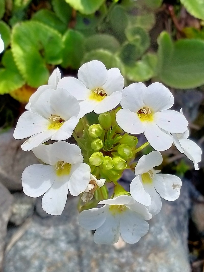 Ourisia macrocarpa photo 3