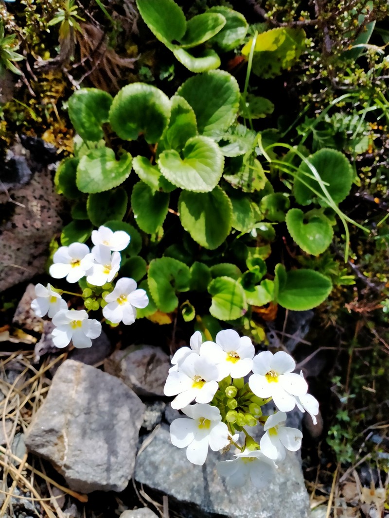 Ourisia macrocarpa photo 4