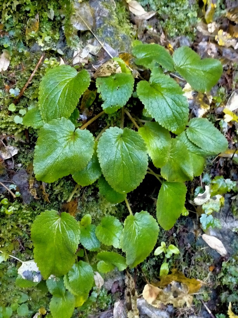 Ourisia macrocarpa photo 5