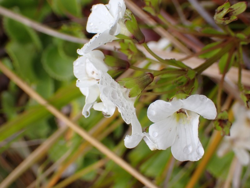 Ourisia macrocarpa photo 6
