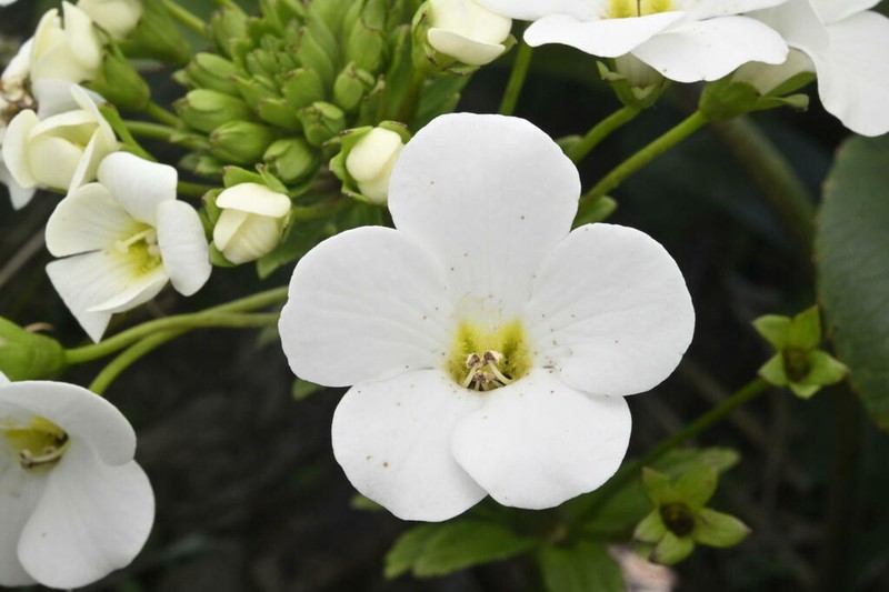 Ourisia macrocarpa photo 7