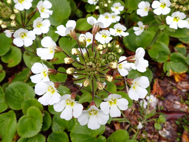 Ourisia macrophylla