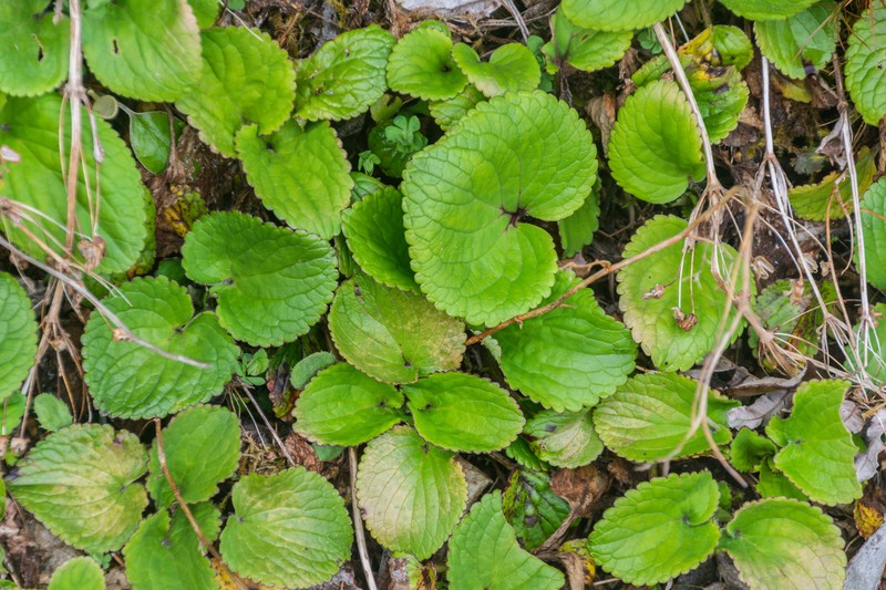 Ourisia macrophylla photo 3