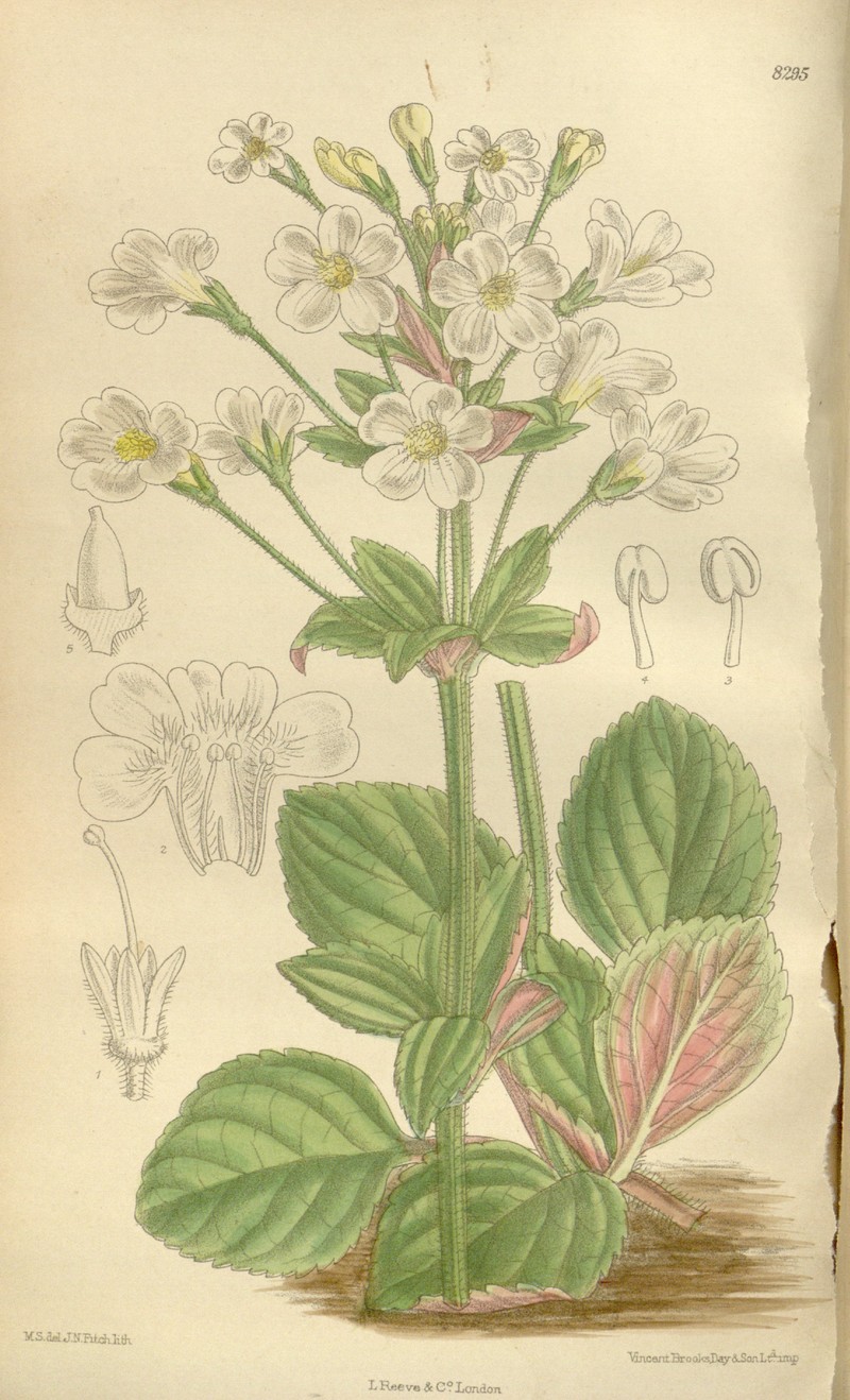 Ourisia macrophylla photo 4