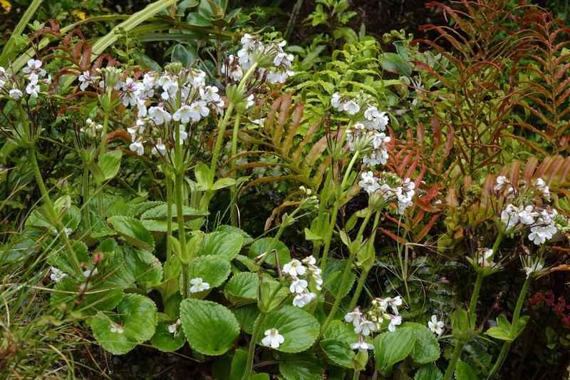 Ourisia macrophylla photo 7