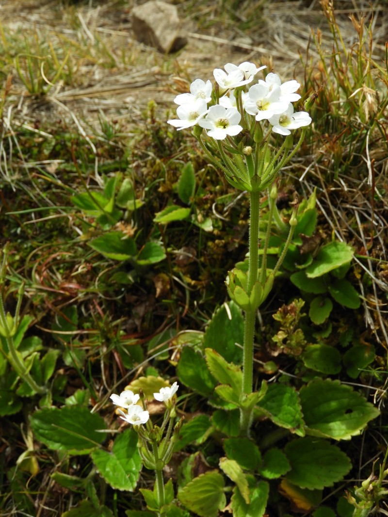 Ourisia macrophylla subsp. macrophylla