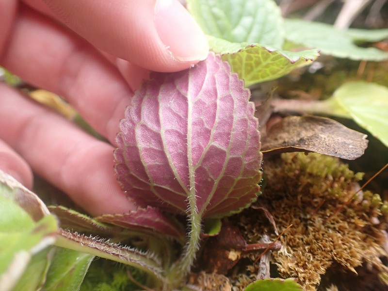 Ourisia macrophylla subsp. macrophylla photo 2