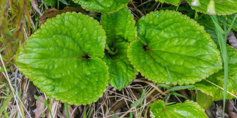 Ourisia macrophylla subsp. macrophylla photo 3