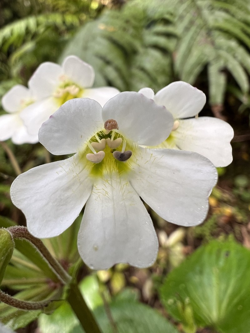 Ourisia macrophylla subsp. macrophylla photo 4