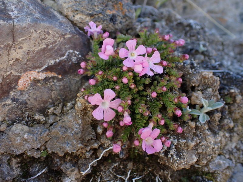 Ourisia microphylla
