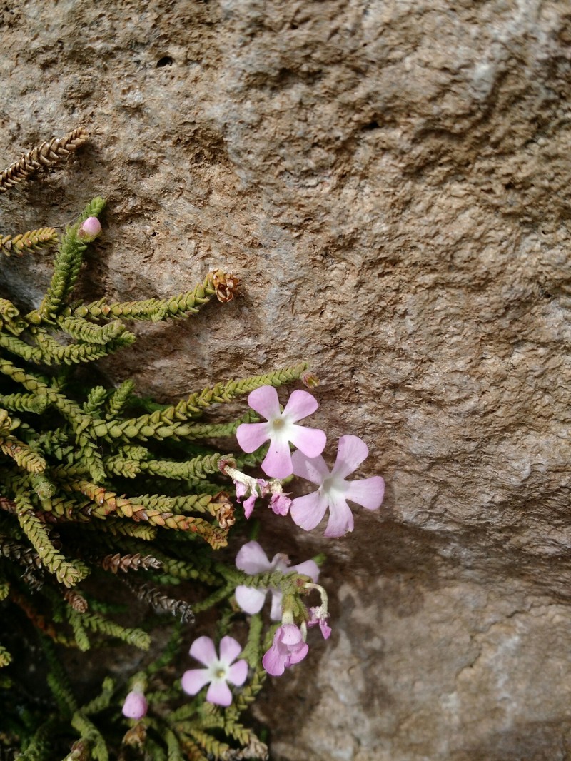 Ourisia microphylla photo 2