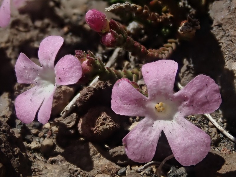 Ourisia microphylla photo 3