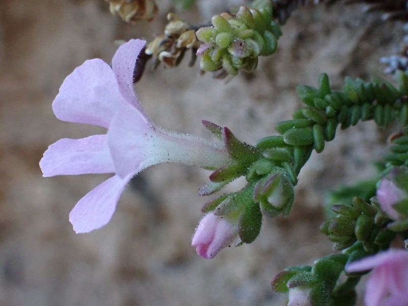 Ourisia microphylla photo 4