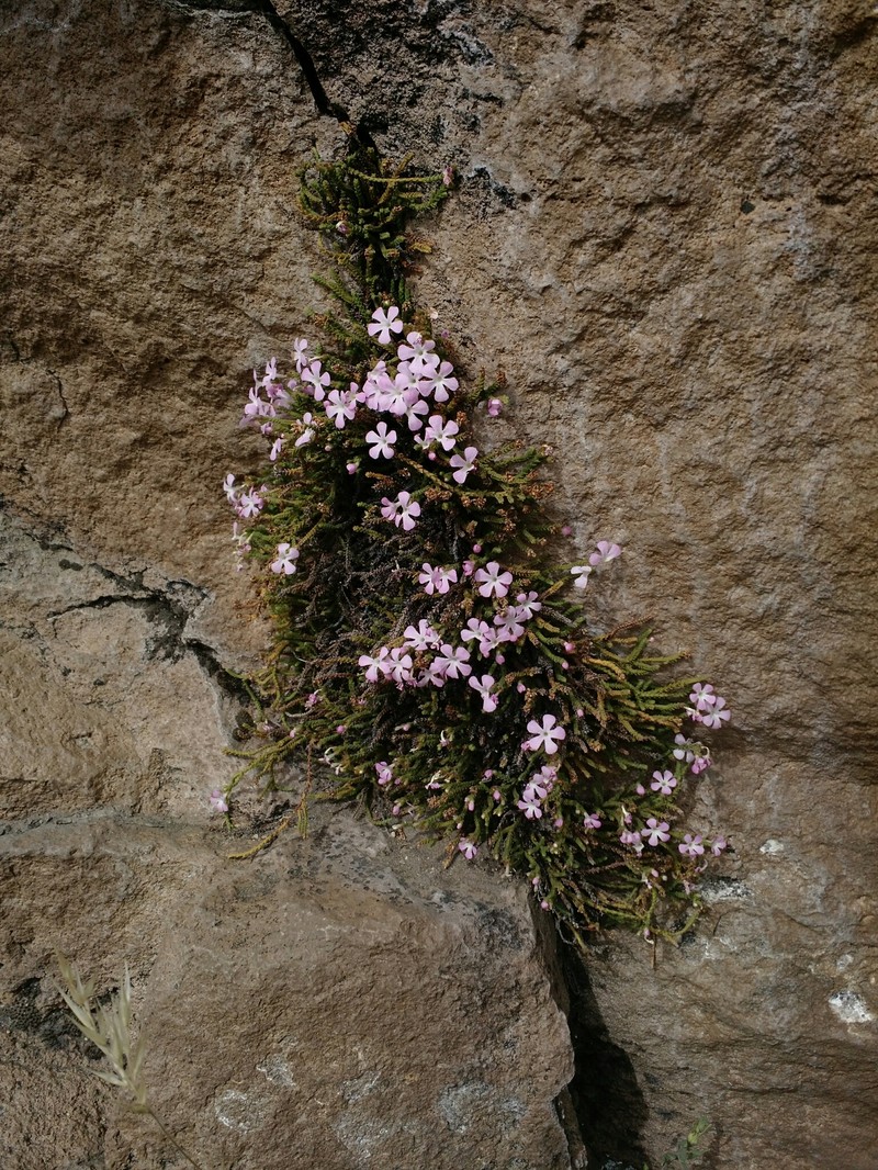 Ourisia microphylla photo 5