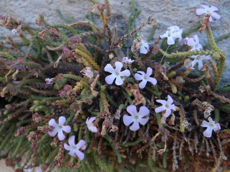 Ourisia microphylla photo 6
