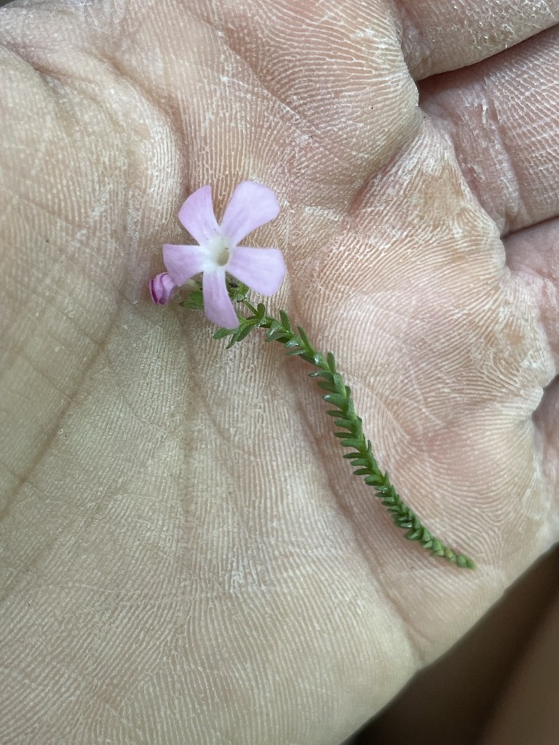 Ourisia microphylla photo 7