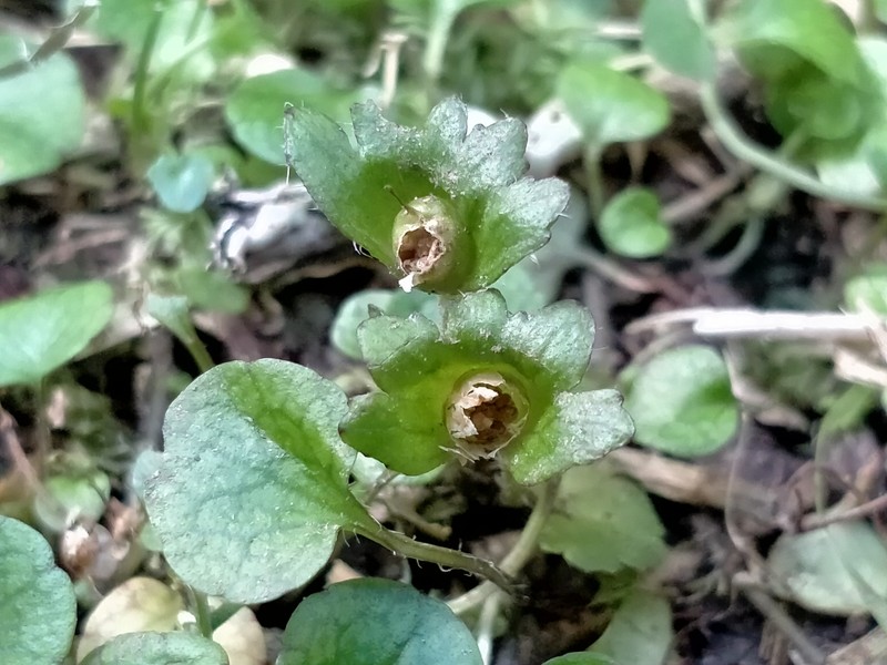 Ourisia modesta photo 2