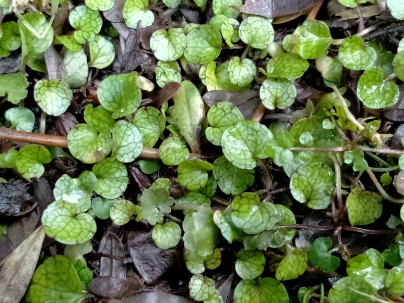 Ourisia modesta photo 3