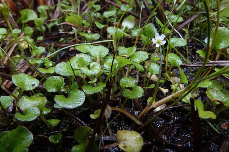 Ourisia modesta photo 4