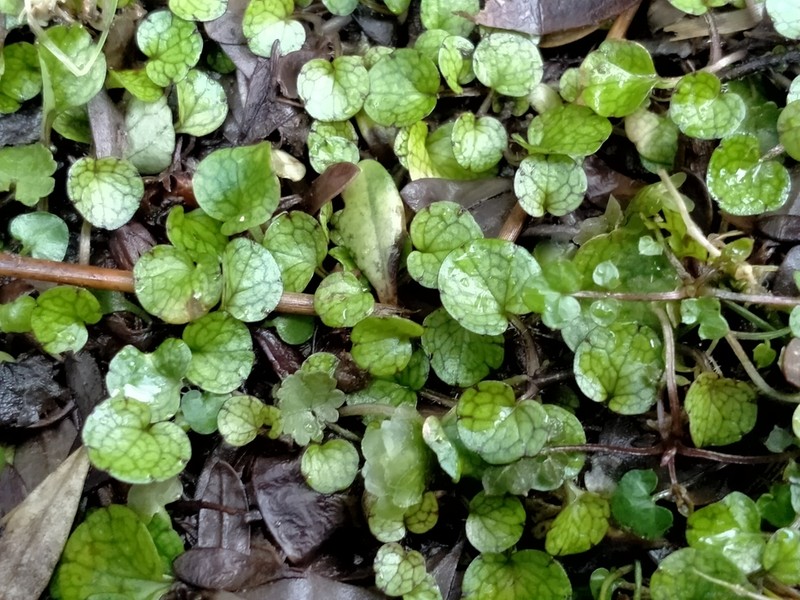 Ourisia modesta photo 5