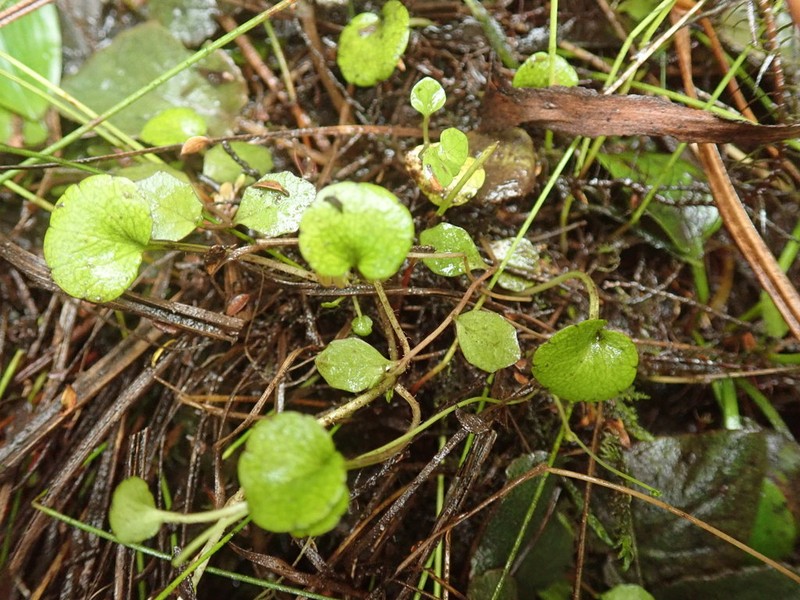Ourisia modesta photo 6