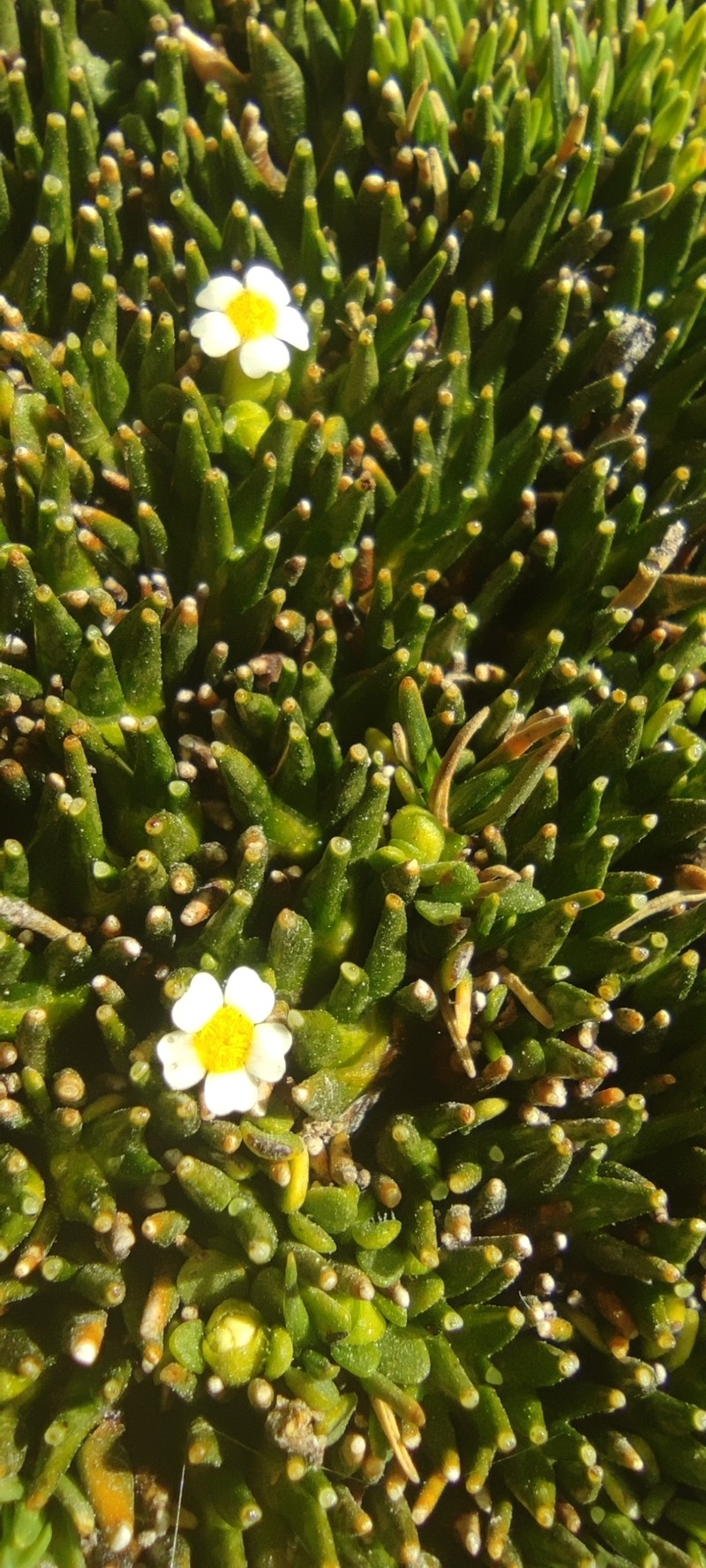 Ourisia muscosa