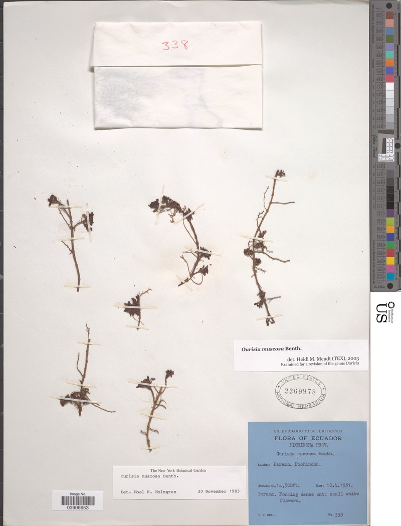Ourisia muscosa photo 2