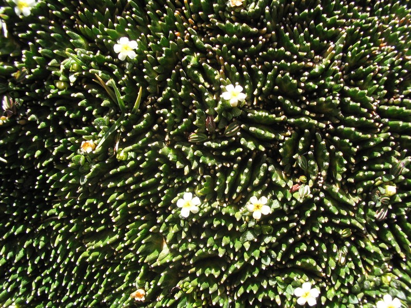 Ourisia muscosa photo 3