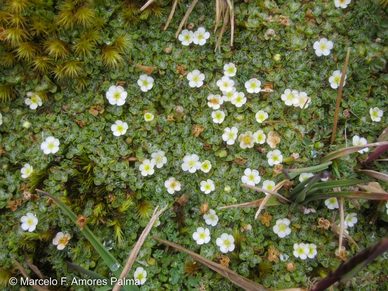 Ourisia muscosa photo 4