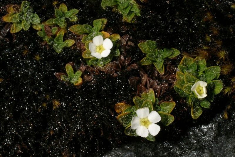 Ourisia muscosa photo 5