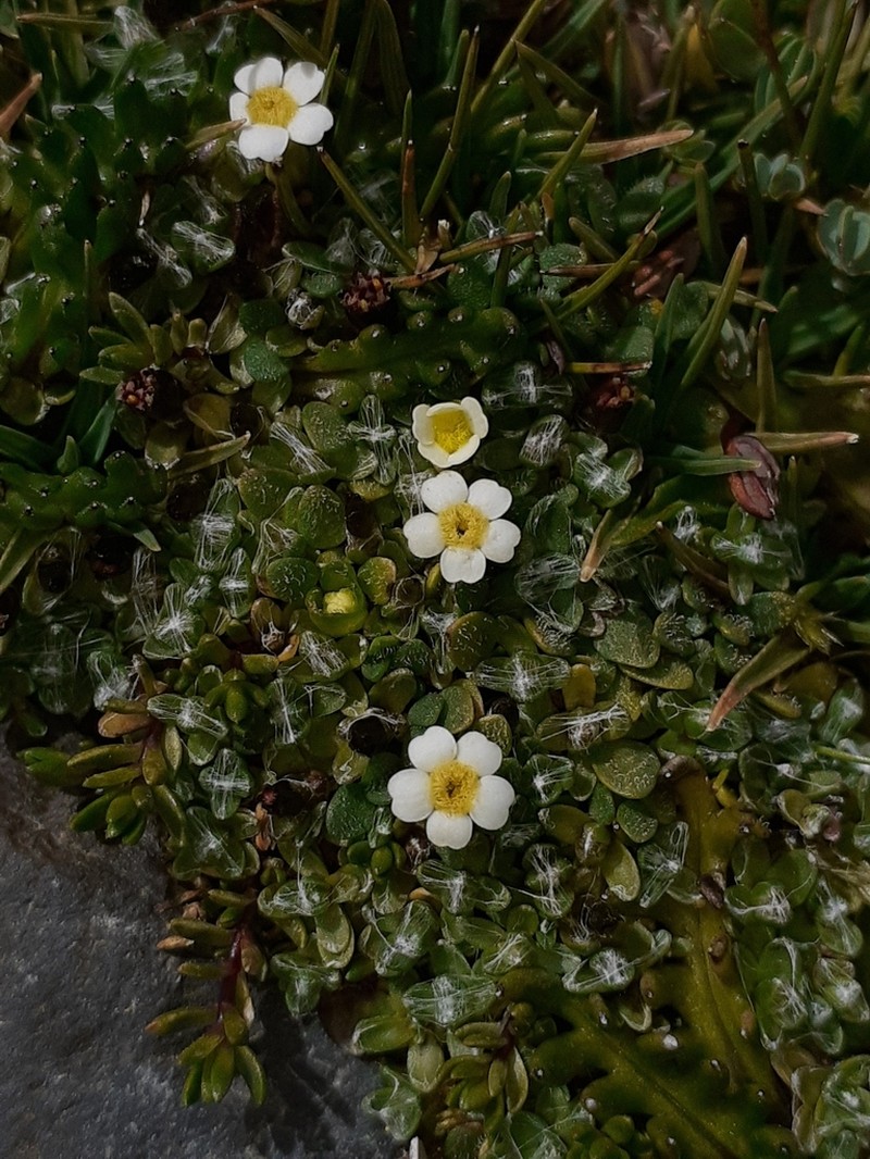 Ourisia muscosa photo 6