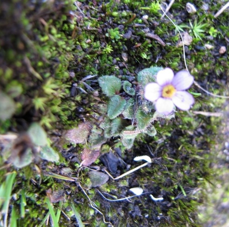 Ourisia muscosa photo 7