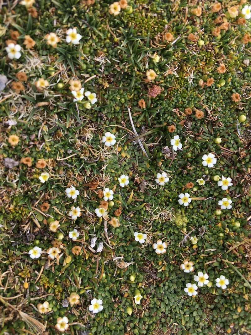 Ourisia muscosa photo 8