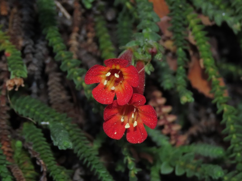 Ourisia polyantha