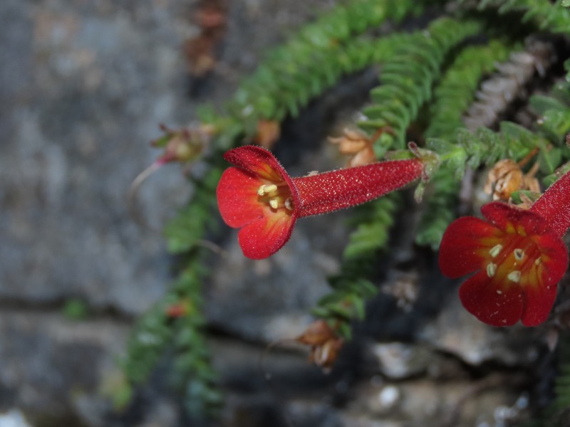 Ourisia polyantha photo 2