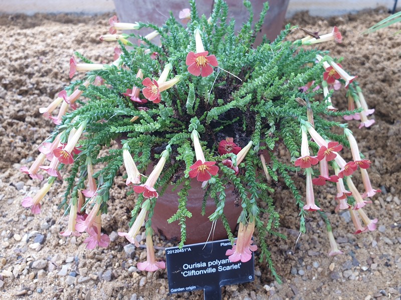 Ourisia polyantha photo 3