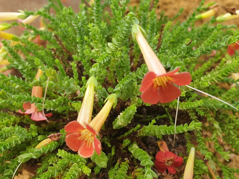 Ourisia polyantha photo 4