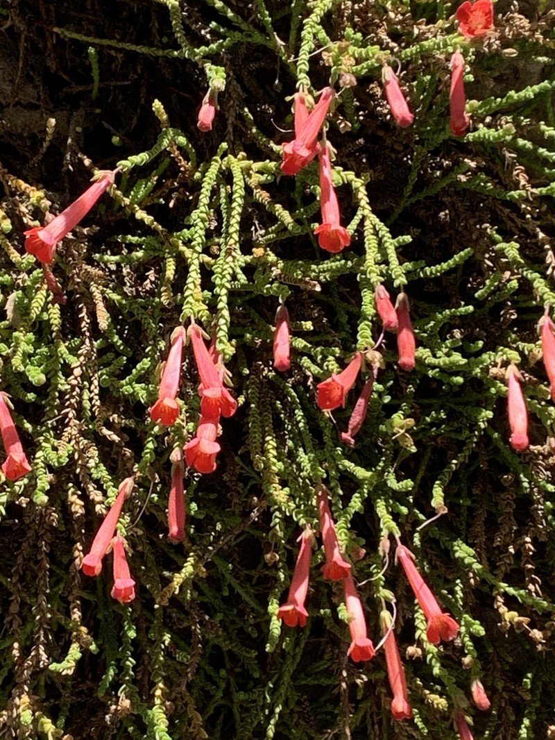 Ourisia polyantha photo 6